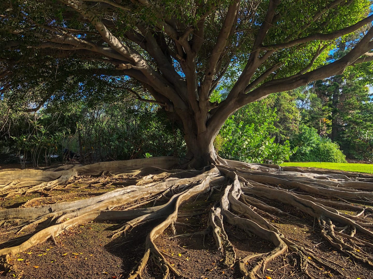 Tree Roots Houston